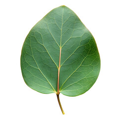 Eucalyptus Leaf Isolated on White Background