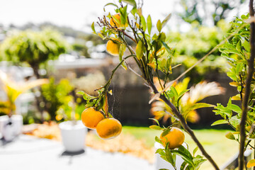 mandarin tree full of ripe fruit with tropical australian garden bokeh background