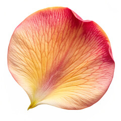 Petal Texture Macro Isolated on White Background