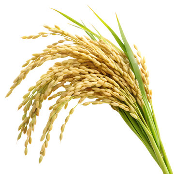 Rice Panicle Isolated on White Background