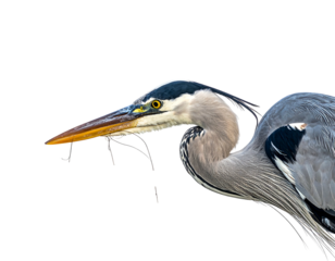 A close-up shot of a majestic heron, its striking plumage and long beak prominent. The heron holds what appears to be a fishing hook