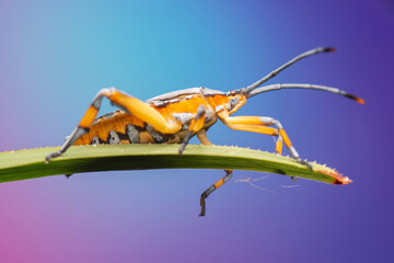 The Common Gum-tree Bug or Amorbus alternatus is a large, distinctive insect frequently found throughout Australia.