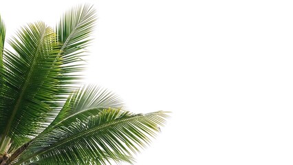 Fototapeta premium Green Palm Leaves Isolated on White Background