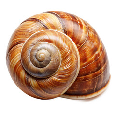 Snail Shell Isolated on White Background