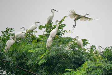 Little Egret - Egretta garzetta, beautiful white little egret from Euroasian fresh waters, Kinabatangan river, Van Long wetlands, Vietnam.