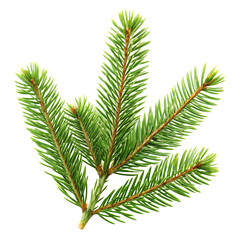 Spruce Branch Isolated on White Background