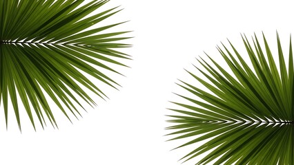 Obraz premium Green Palm Leaves Isolated on White Background