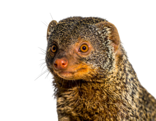 A close-up portrait of a small, furry creature with orange eyes and a pink nose, against a black background
