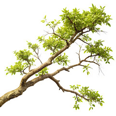 Tree Branch Isolated on White Background