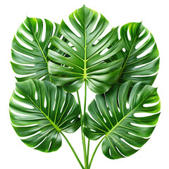 Tropical Leaves Isolated on White Background