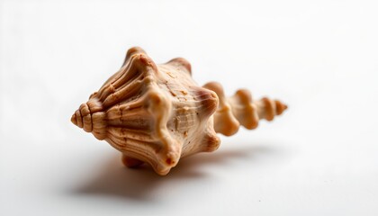 A close up of a single seashell placed against a plain background