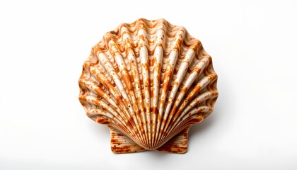 An open shell, commonly known as a conch, with a textured interior displaying a combination of pink and white hues