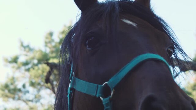 close up adult thoroughbred racehorse brown in bridle looking at camera shaking head , horse care , equestrian sport club
