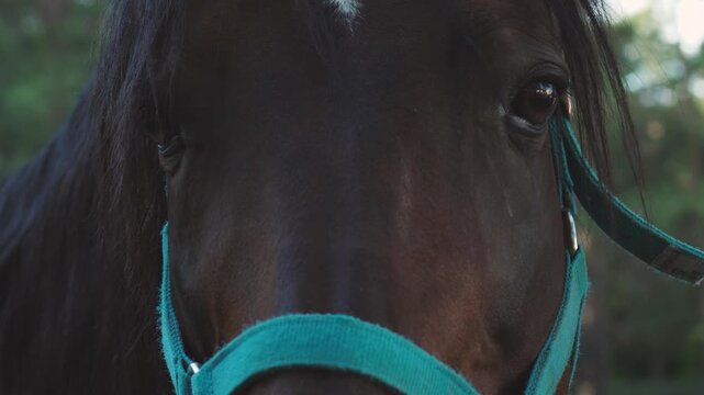close up of adult brown horse in bridle looking at camera and neighing in enclosure, concept equestrian sports club, horse riding