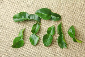 Leaves from the Citrus hystrix or kaffir lime or bergamot plant isolated on a brown burlap base
