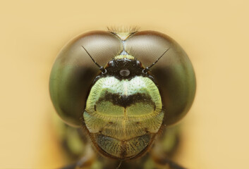 Extreme macro close up of a dragonfly head and compound eyes details against a yellow background.