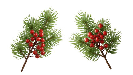 Two pine branches with red berries isolated on transparent background