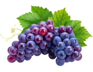 A close-up shot of a bunch of ripe grapes with vibrant hues. Green leaves and curling vines provide natural accents
