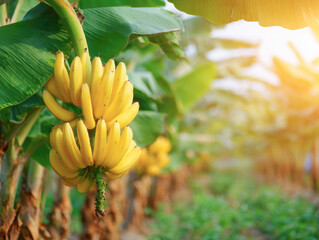 ripe yellow banana fruit on tree at agriculture farm garden.