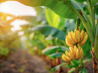 ripe yellow banana fruit on tree at agriculture farm garden.