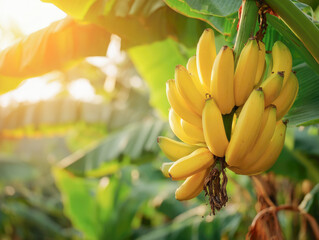 ripe yellow banana fruit on tree at agriculture farm garden.