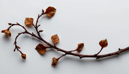 A still life photograph features a collection of small brown branches with sparse green leaves arranged in an organic manner against a white background