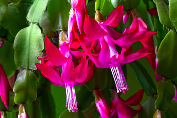 Bright pink Christmas cactus flowers. Close-up of Schlumbergera flowers