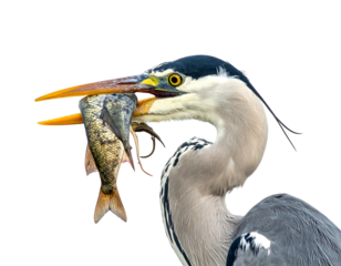 A close-up shot of a heron with a fish in its beak. Its eye is bright, and the background is black
