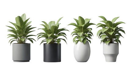 Four potted plants isolated on transparent background