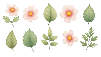 Various leaves and flowers isolated on transparent background