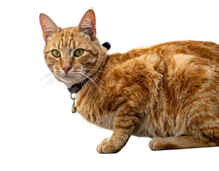A close-up portrait of a ginger cat with green eyes and a collar, posing on a black background