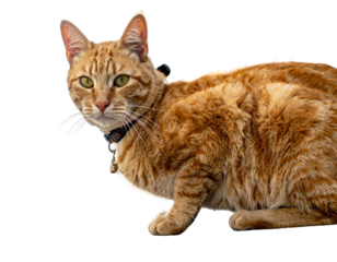 A close-up portrait of a ginger cat with green eyes and a collar, posing on a black background