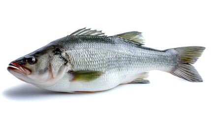 Obraz premium Fresh sea bass fish isolated on white background, silver scale, healthy seafood, natural texture, culinary ingredient