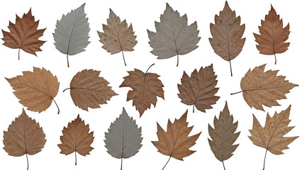 Collection of brown and gray leaves isolated on transparent background