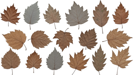 Collection of brown and gray leaves isolated on transparent background