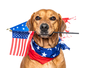A close-up shot of a friendly dog with a patriotic theme. He is holding a small American flag in his mouth and has a bandana