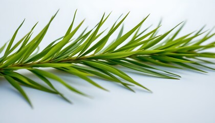 Fototapeta premium A close up of a branch with green needles, which appears to be a type of evergreen plant, possibly pine or fir. The branch is set against a plain background that does not distract from the subject