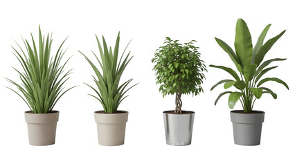 Four green plants isolated on transparent background in white pots