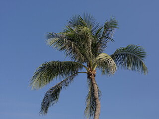 Fototapeta premium Low angle view of a lush fan palm tree with vibrant green fronds and a textured trunk under a clear sky