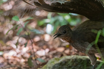 Superb lyrebird (Menura novaehollandiae), NSW, Australia. Beautiful Australian songbird
