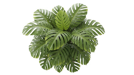 Large green plant with many leaves isolated on transparent background