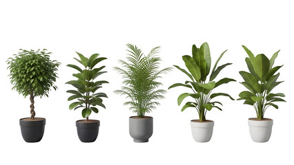 Four green plants isolated on transparent background in white and black pots