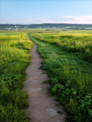Naklejka premium Meadow path with morning sunlight green grass blue sky peaceful countryside tranquil landscape nature outdoor summer