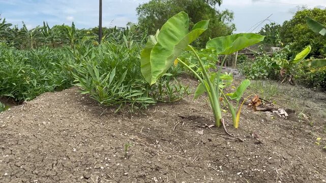 taro plant
