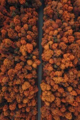 Vibrant orange marigold flowers