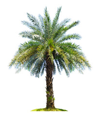 Palm tree isolated on white background with clipping paths for garden design.