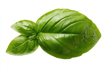Fototapeta premium Vibrant Green Basil Leaf with Water Droplets and Textured Surface Isolated on White Background