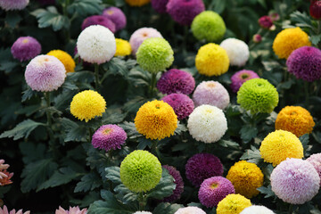 Colorful pompon chrysanthemums blooming in a garden with deep green foliage