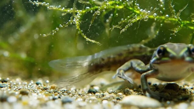 Aquatic Amphibian - A Close-Up of a Newt in its Habitat.