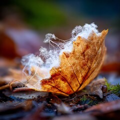 Frosty autumn leaf with delicate frost crystals on forest floor